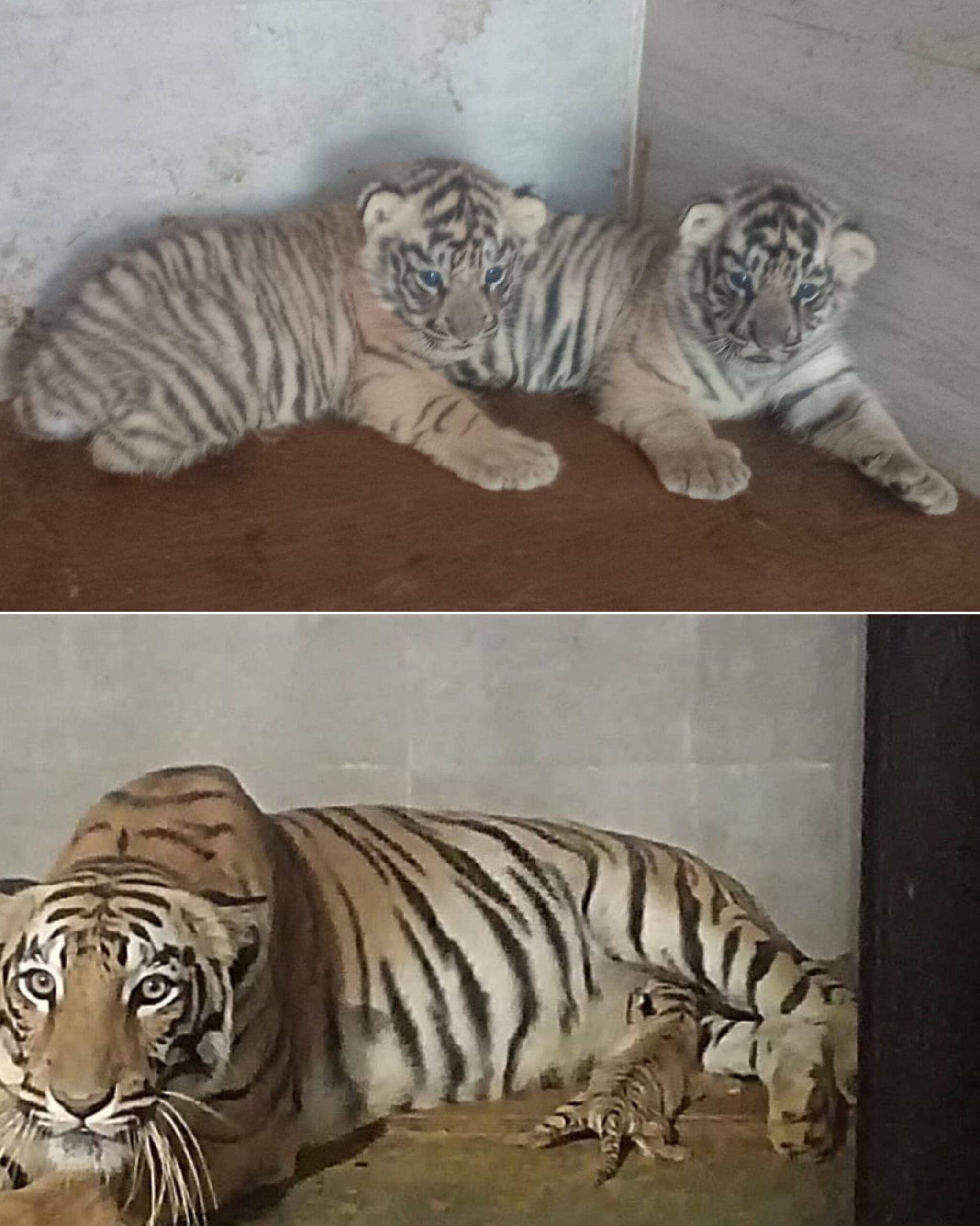 GridArt_20251230_230453304