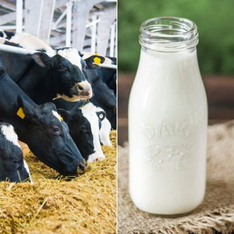 GridArt_20260205_075751834