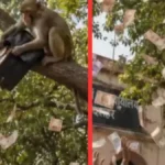 Monkey-InBulandsahar-Dainik-Jagran-1780223763844
