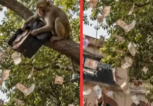 Monkey-InBulandsahar-Dainik-Jagran-1780223763844