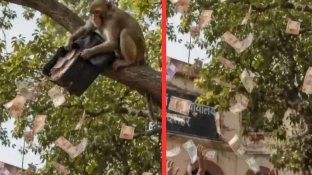 Monkey-InBulandsahar-Dainik-Jagran-1780223763844